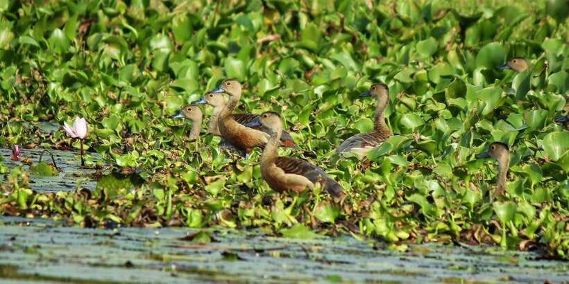 Muthurajawela Bird Watching Tour from Negombo and Colombo - Two hours among mangroves and birds