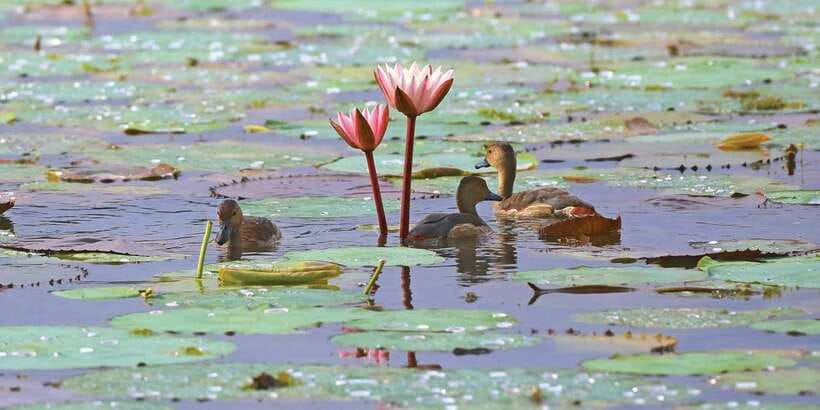 Muthurajawela Bird Watching Tour from Negombo and Colombo - From your hotel to the first channel