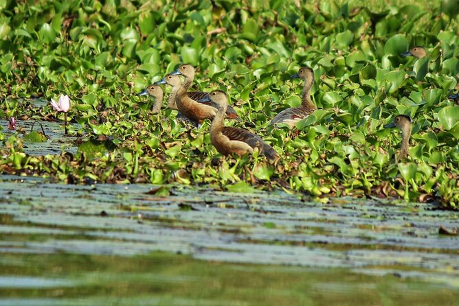 Muthurajawela Bird Watching Tour from Negombo / Colombo - Two hours on the water