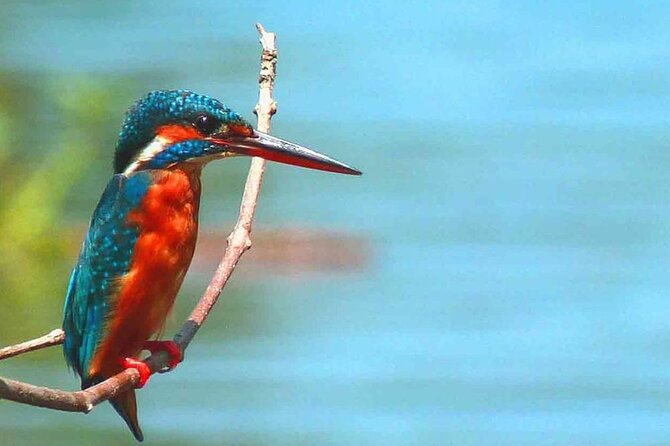 Muthurajawela Bird Watching Tour from Negombo / Colombo - Is $40 good value?