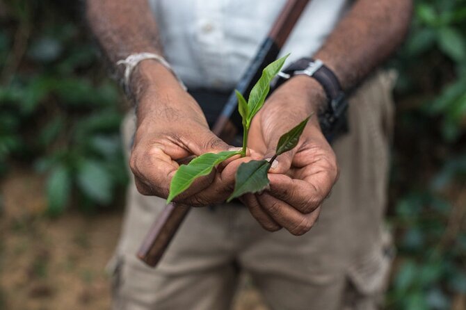 Nandana Tea Walking Tour in Sri Lanka - Key points about the Nandana Tea visit