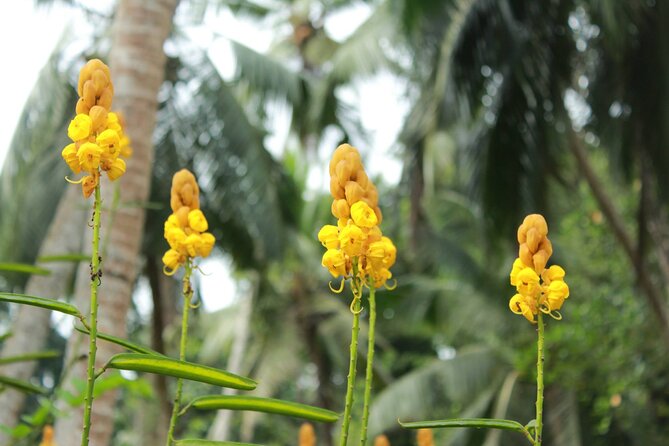 Nandana Tea Walking Tour in Sri Lanka - Add the banana-leaf lunch