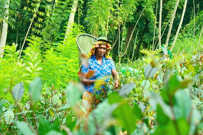 Nandana Tea Walking Tour in Sri Lanka - Timing, booking, and weather