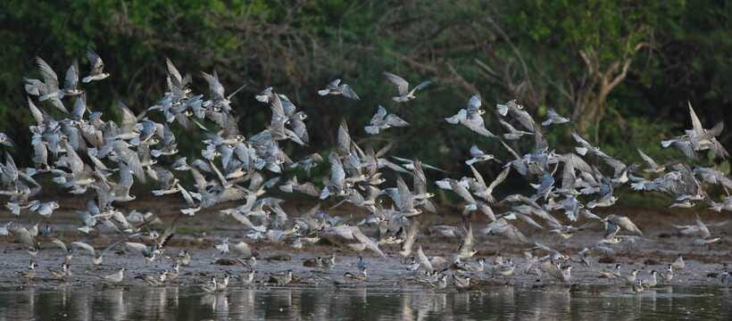 Negombo: Hamilton Canal to Colombo by Boat via Muthurajawela - FAQ
