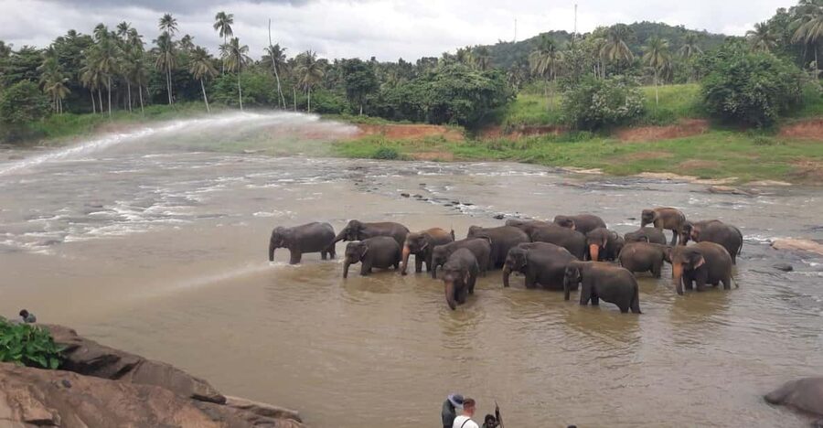 Negombo: Kandy and Pinnawala Elephant Orphanage Day Tour - The main risk: too much ground in one day