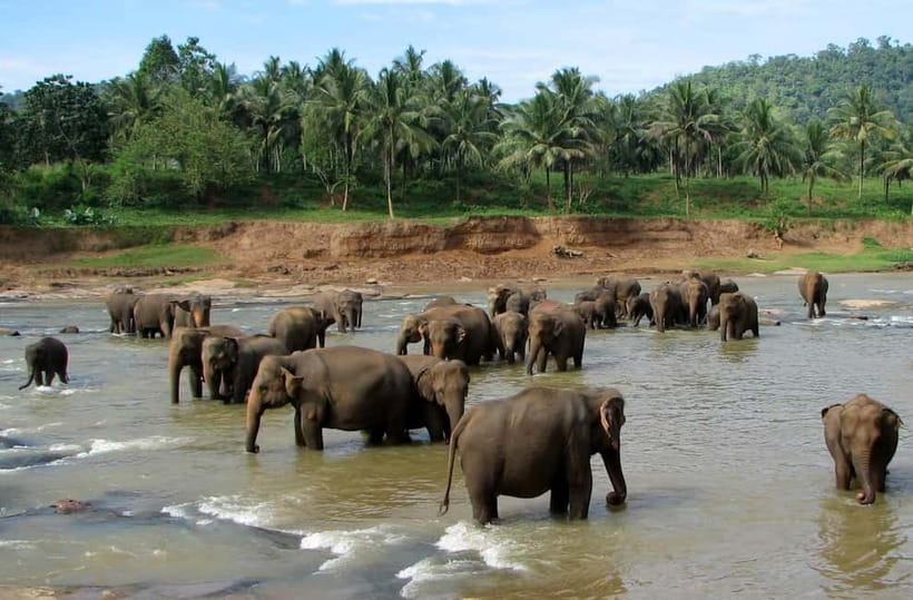 Negombo: Kandy and Pinnawala Elephant Orphanage Day Tour - From Negombo or Colombo to Pinnawala