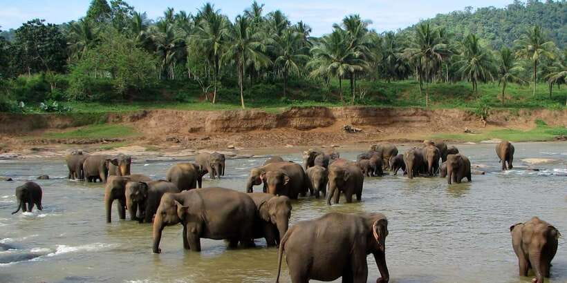 Negombo: Kandy and Pinnawala Elephant Orphanage Day Tour - The road into Kandy through tea and rubber country