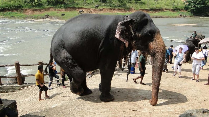 Negombo: Kandy and Pinnawala Elephant Orphanage Day Tour - One hour at Peradeniya’s Royal Botanic Gardens