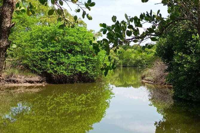 Negombo Lagoon Boat Safari Hotel Pickup(Monkey,Mangrove) - What the guides add