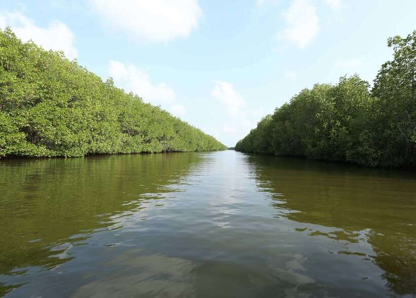 Negombo Lagoon (Mangrove ) Boat Excursion - What the Dutch Canal stop adds
