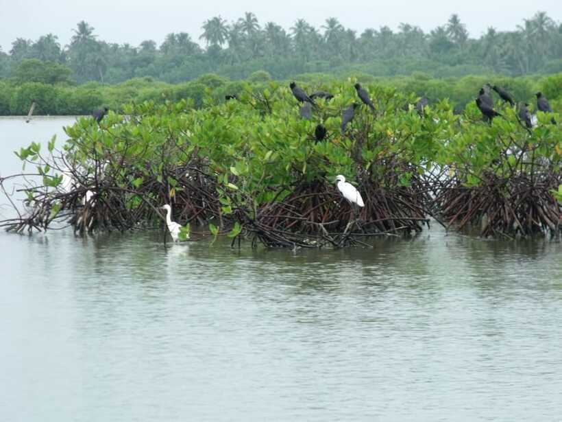 Negombo Lagoon (Mangrove ) Boat Excursion - Lunch, refreshments, and the cost of the day