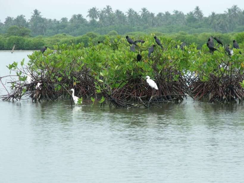 Negombo Lagoon (Mangrove ) Boat Excursion - From Negombo by tuk tuk to the Dutch Canal