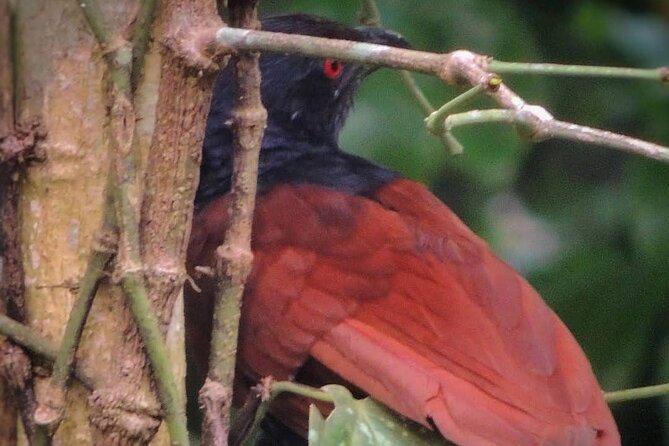 Negombo Lagoon & Muthurjawela Bird Watching Boat Tour - The most important transport warning