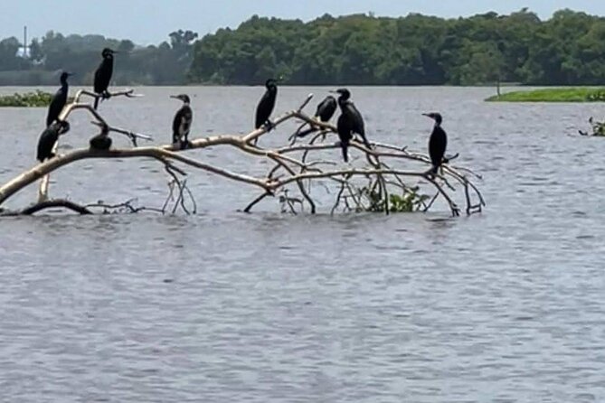 Negombo Lagoon & Muthurjawela Bird Watching Boat Tour - Who will get the most from this boat ride