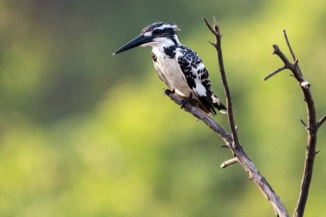 Negombo Lagoon & Muthurjawela Bird Watching Boat Tour - What a private tour changes for you
