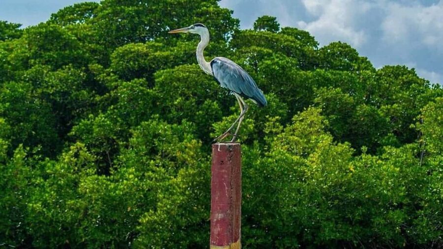 Negombo Private Tour: Market, Temples & Canal - What the Full Day Adventure adds