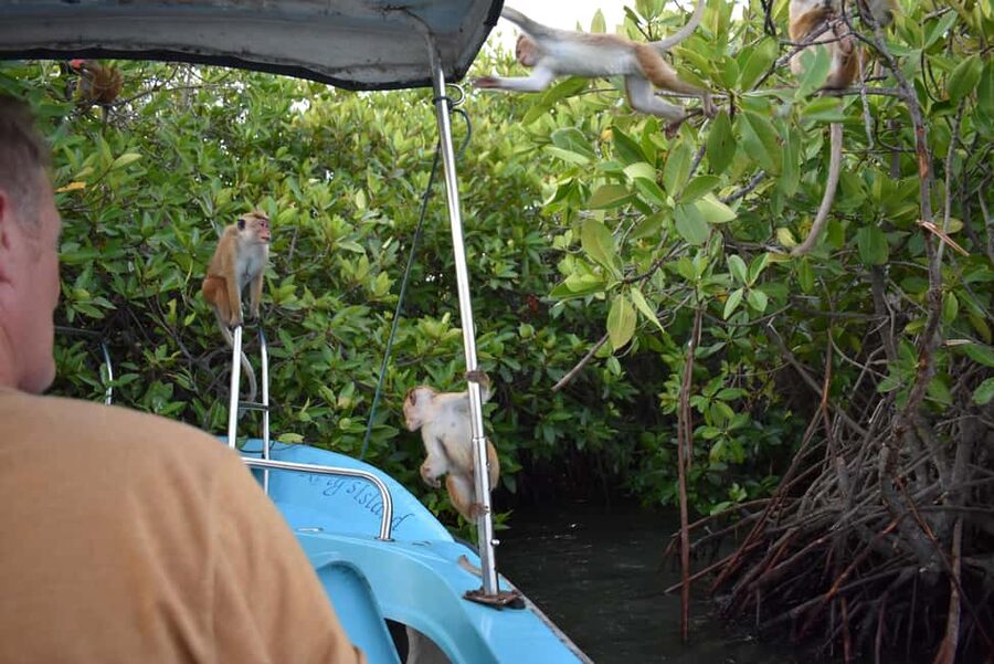 Negombo: Sunset lagoon boat tour with hotel transfers - How the guide shapes the outing