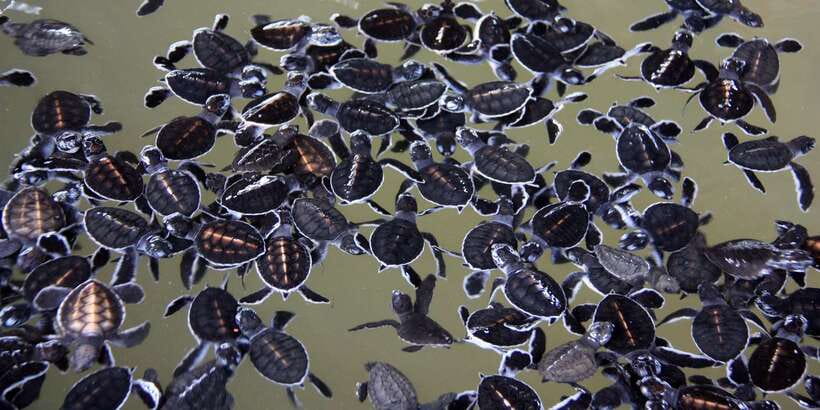 Negombo: Turtle hatchery, River safari, moon stone & Galle - Lunch at a local restaurant