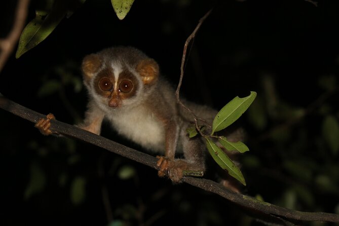 Night Hike to see Elusive & Rare Loris in Sigiriya - Key points to know before you go