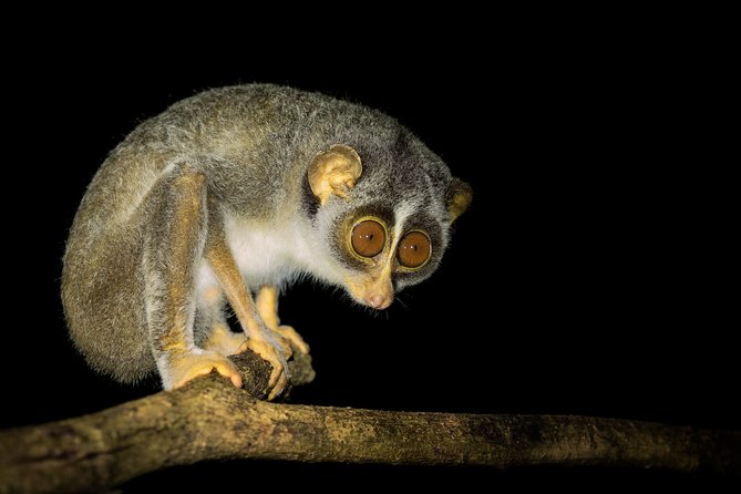 Night Hike to see Elusive & Rare Loris in Sigiriya - Why the Pidurangala jungle works after dark