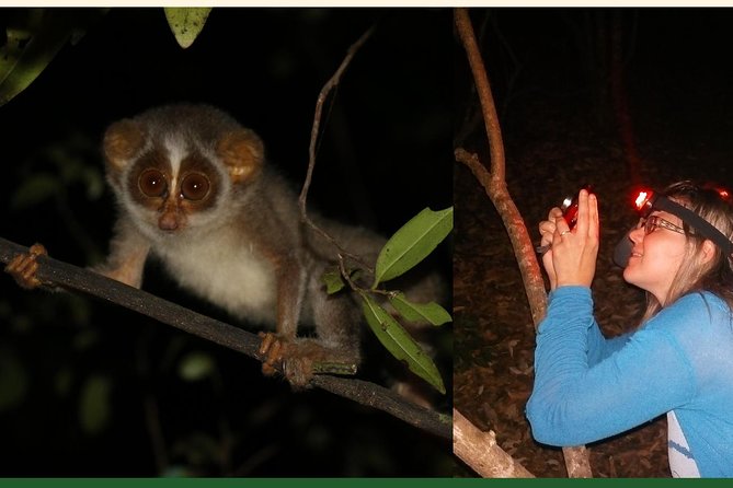 Night Hike to see Elusive & Rare Loris in Sigiriya - What the 1.5 to 2 hour walk is like