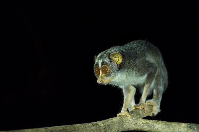 Night Hike to see Elusive & Rare Loris in Sigiriya - Finding lorises in the branches