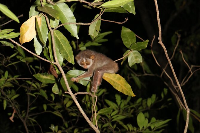 Night Hike to see Elusive & Rare Loris in Sigiriya - The conservation side of the experience