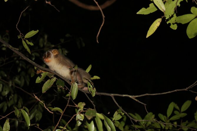 Night Hike to see Elusive & Rare Loris in Sigiriya - Price, group size, and overall value