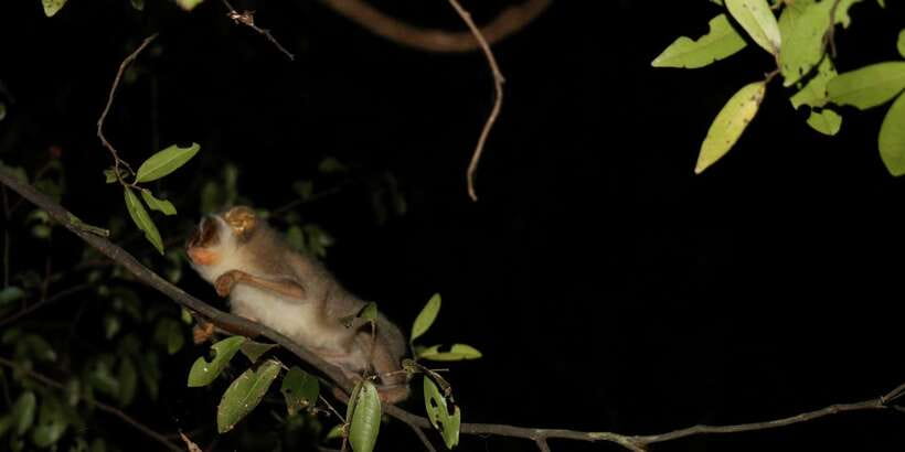 Night Hike to see Elusive & Rare Loris in Sigiriya - Who should book this night hike