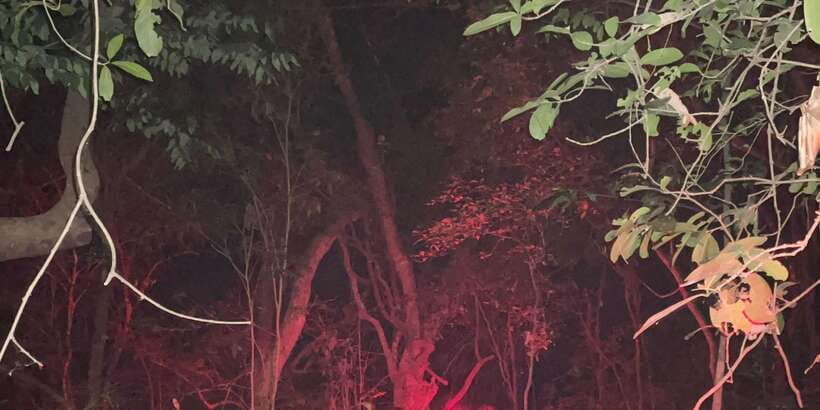 Night Hike to see Elusive & Rare Loris in Sigiriya - Should you book the loris walk?