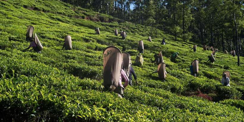 Nuwara Eliya: All-Inclusive Private Sightseeing Day Tour - Hakgala Botanical Gardens for roses and orchids