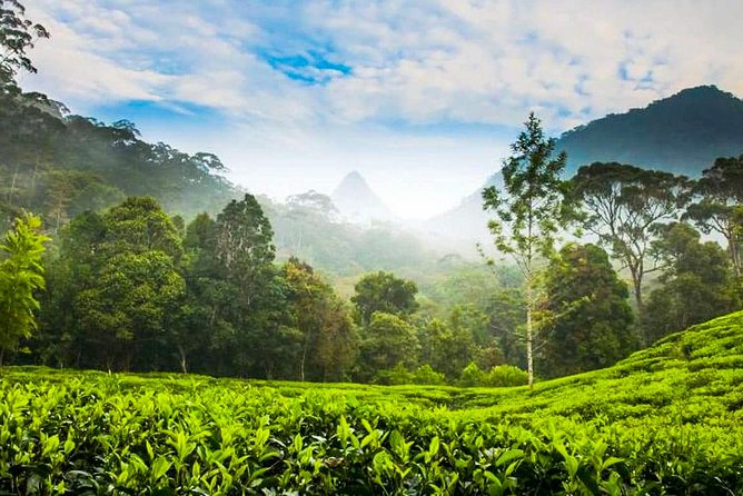 Nuwara Eliya Highlands from Kandy - Bluefield Tea Gardens and the story behind every cup