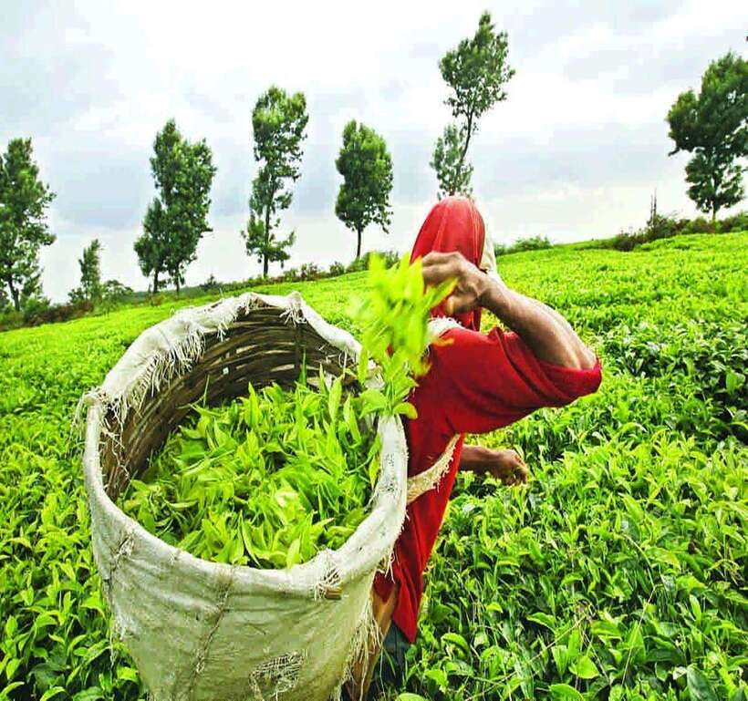 Nuwara Eliya: Tea Factory and Pickle Waterfalls Tuk Tuk Tour - Two tea factories, two different reasons to stop