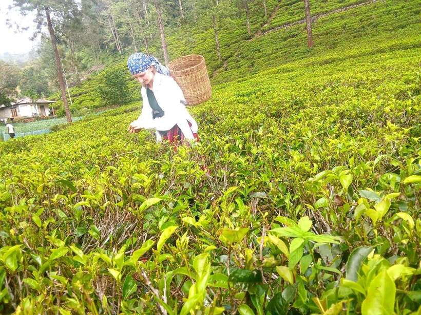 Nuwara Eliya: Tea Factory and Pickle Waterfalls Tuk Tuk Tour - The four to five-hour timing matters