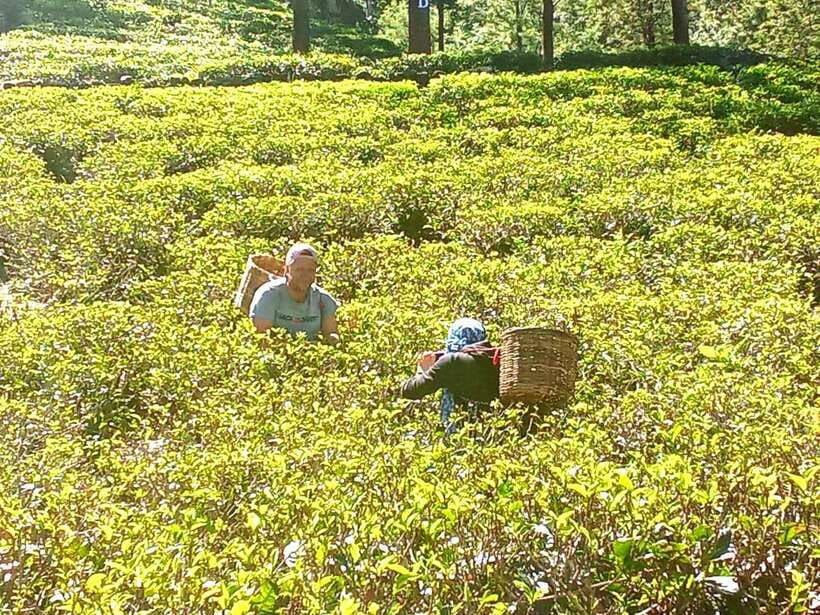 Nuwara Eliya: Tea Factory and Pickle Waterfalls Tuk Tuk Tour - What to bring for a better day