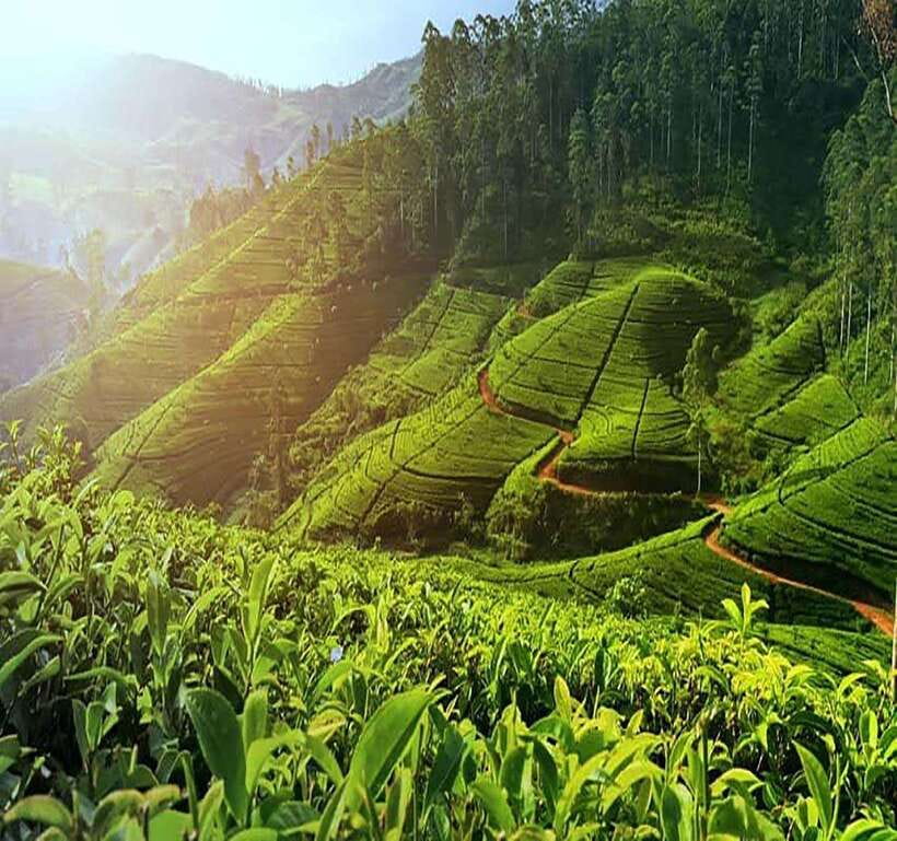 Nuwara Eliya: Tea Factory and Pickle Waterfalls Tuk Tuk Tour - What the factory visits add to the day