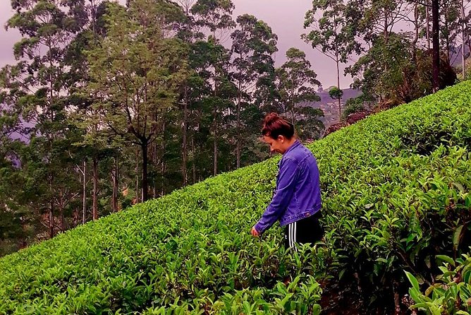 Nuwara Eliya Tea factory and waterfall tour - How the five-hour timing works