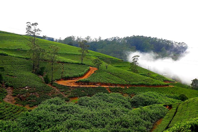 Nuwara Eliya Tea factory and waterfall tour - Tea tasting, buying, and keeping the visit useful