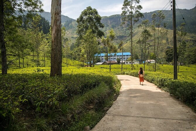 Nuwara Eliya Tours - Strawberry farm for a change of pace