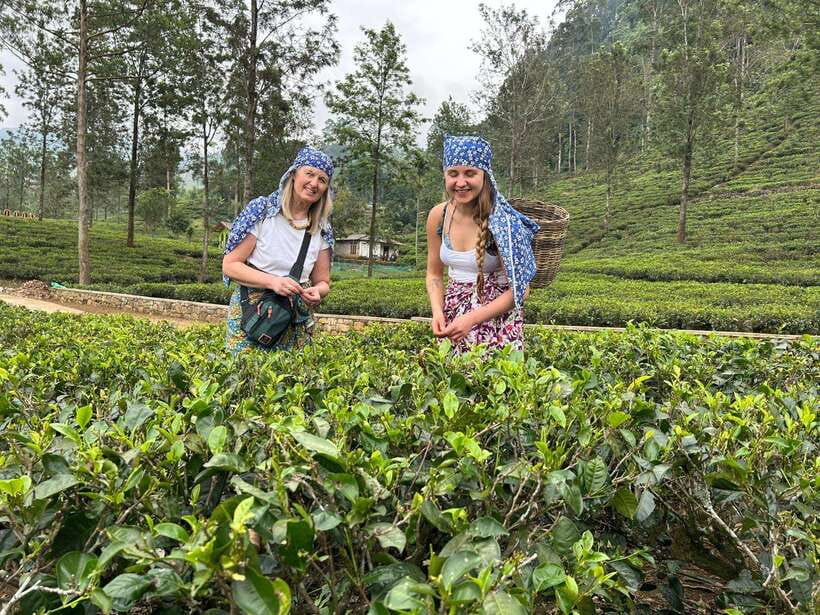 Nuwara Eliya Tuk-Tuk Tour Tea Picking,Tasting &Ramboda Falls - Comparing Bluefield, Kingswood, and Labookelie