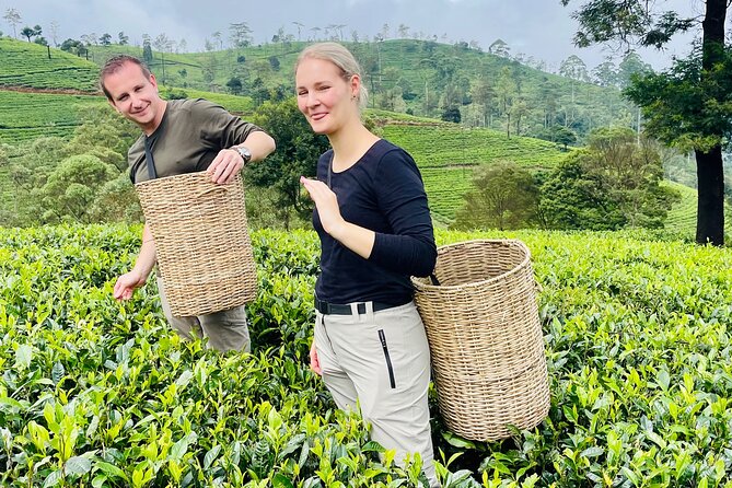 NuwaraEliya Tea Factory,Plantation & Water Falls Hike Tour by Car - Timing, comfort, and what to bring