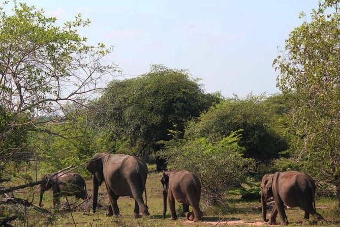 One Day Udawalawe Safari from Galle/Mirissa/Unawatuna/Hikkaduwa - Why Udawalawe makes a strong one-day safari