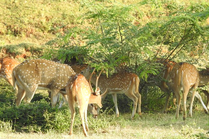 One Day Udawalawe Safari from Galle/Mirissa/Unawatuna/Hikkaduwa - The Elephant Transit Home stop
