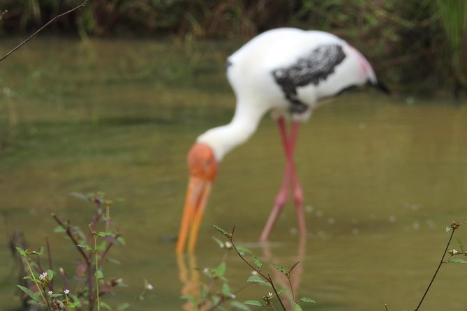 One Day Udawalawe Safari from Galle/Mirissa/Unawatuna/Hikkaduwa - What the $184.94 price covers