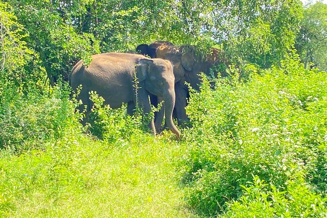 One Day Udawalawe Safari from Galle/Mirissa/Unawatuna/Hikkaduwa - Who will enjoy this private safari most
