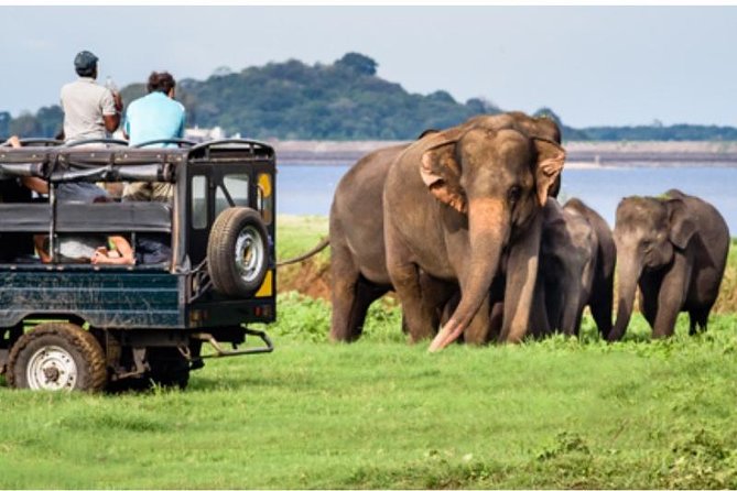 One day Yala National Park from Galle/Hikkaduwa/Mirissa/Unawatuna - A private ride with real practical value