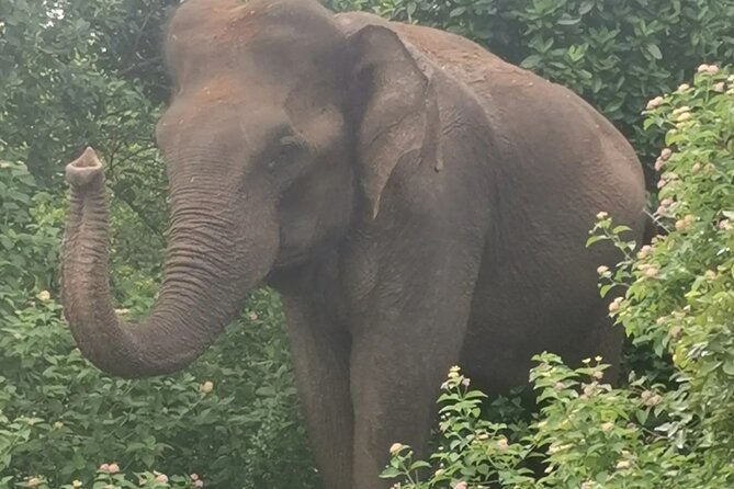 Paradise Udawalawe Safari Tours - What makes the private format useful
