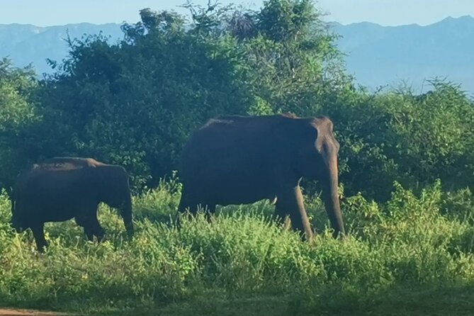 Paradise Udawalawe Safari Tours - The real value at $27.50