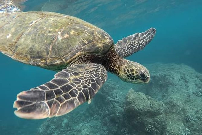 Pigeon Island Snorkeling – Swim with Sharks & Turtles - Key points to know before booking