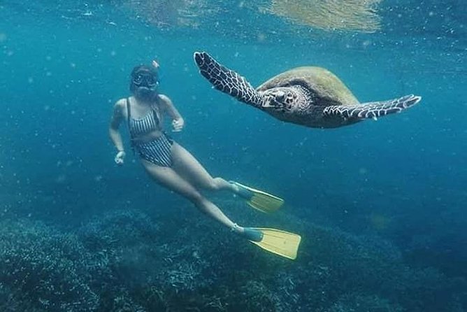Pigeon Island Snorkeling – Swim with Sharks & Turtles - What the Pigeon Island trip is really like